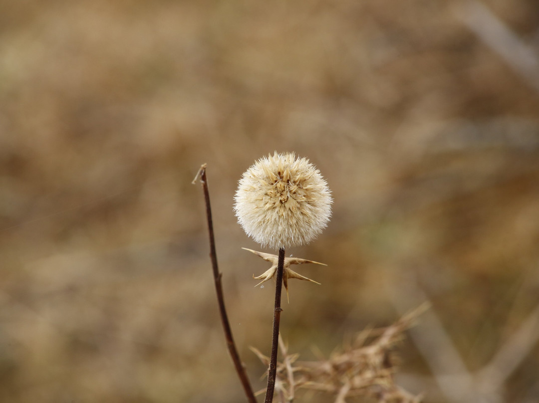 Bale Mountains National Park-Goba必去景点