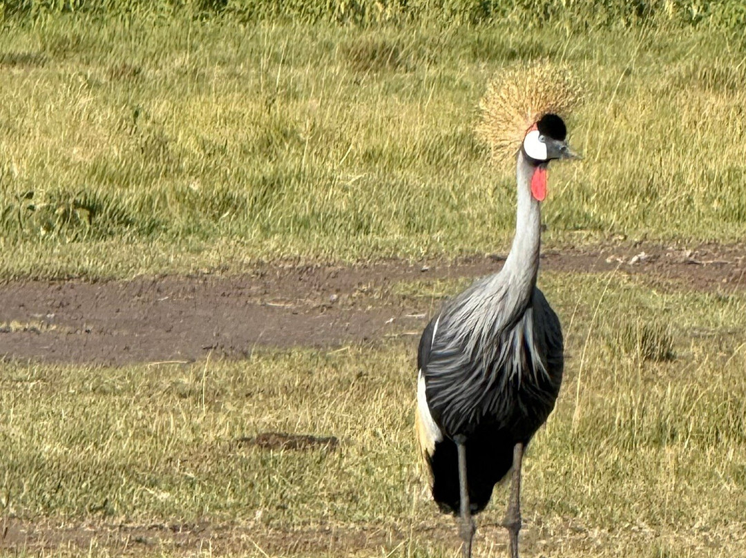 Lake Mburo National Park-Mbarara必去景点