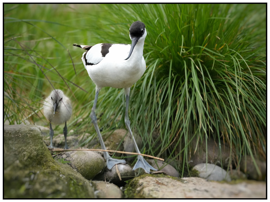 WWT Slimbridge Wetland Centre-Slimbridge必去景点