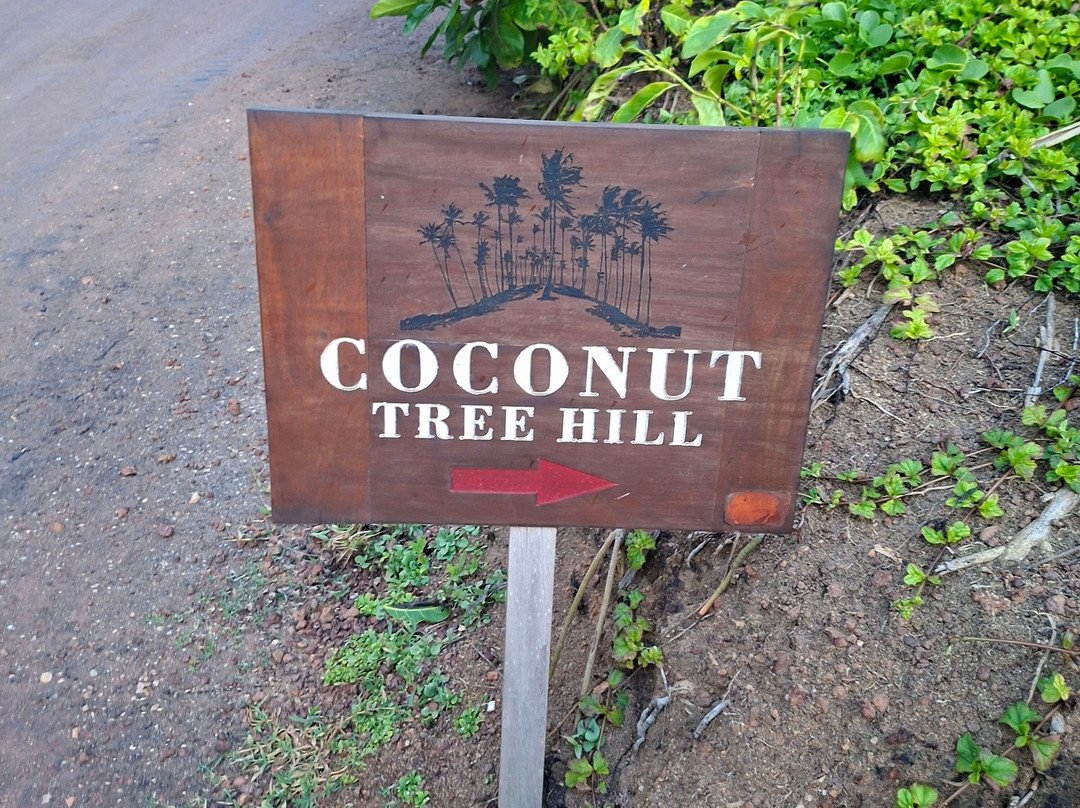 Coconut Tree Hill-美蕊沙必去景点