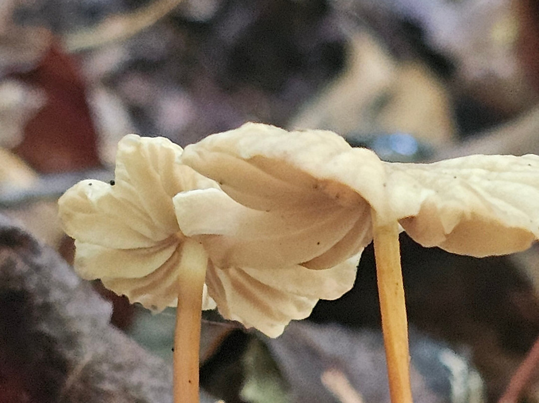 Mingo Falls-切罗基必去景点