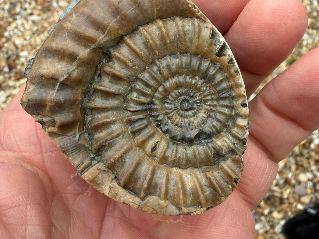 The Wobbly Fossiler-Charmouth必去景点