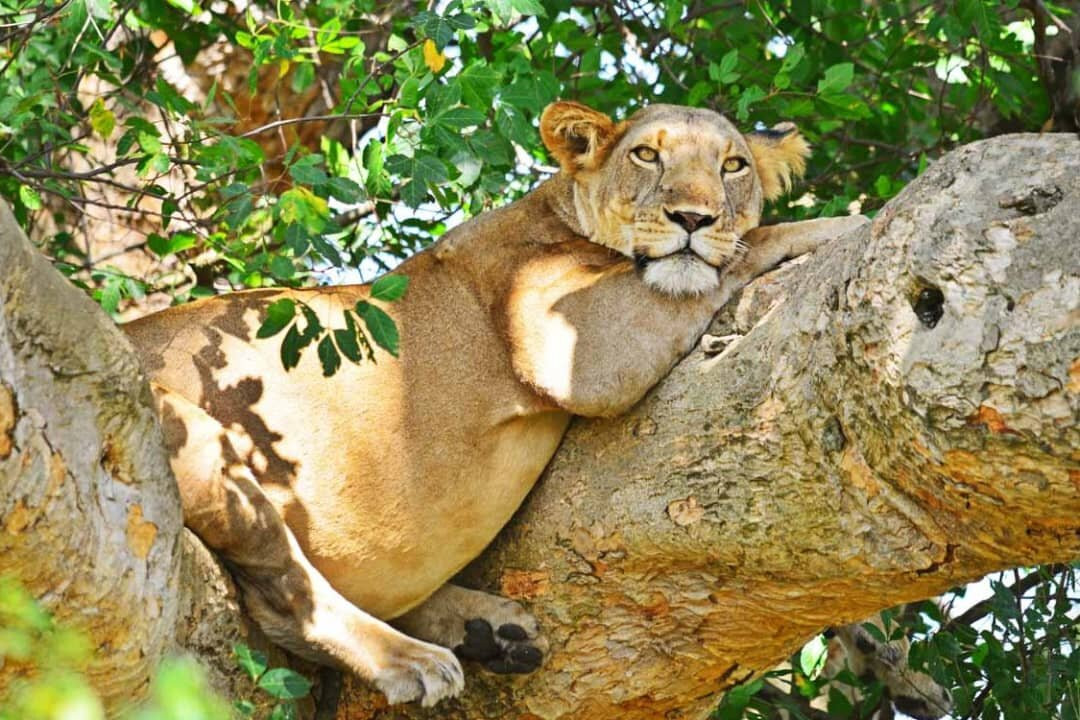 African Jungle Tours and Travel-坎帕拉必去景点