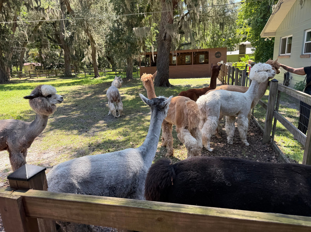 Shady Rest Alpacas-杰克逊维尔必去景点