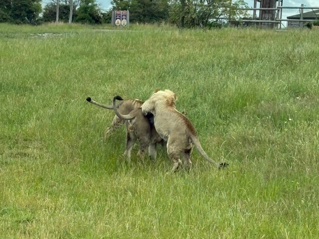 West Midlands Safari Park-Bewdley必去景点