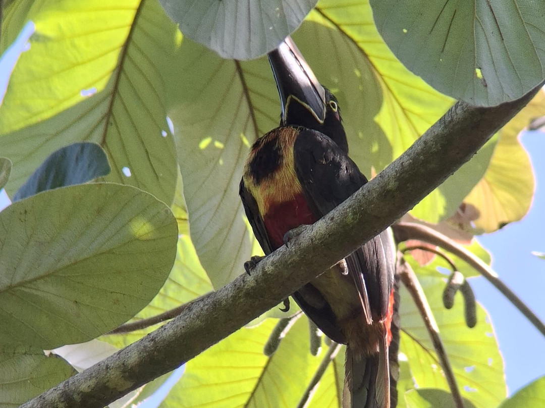 SimbiOsa Wild Costa Rica-哥斯达黎加安东尼奥国家公园必去景点