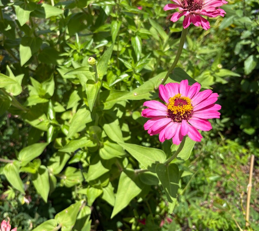 Naples Botanical Garden-那不勒斯必去景点
