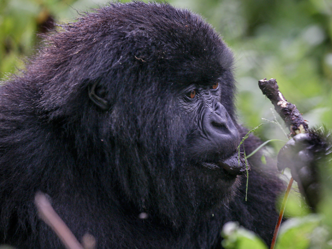 New Horizon Africa Safaris-吉佳利必去景点