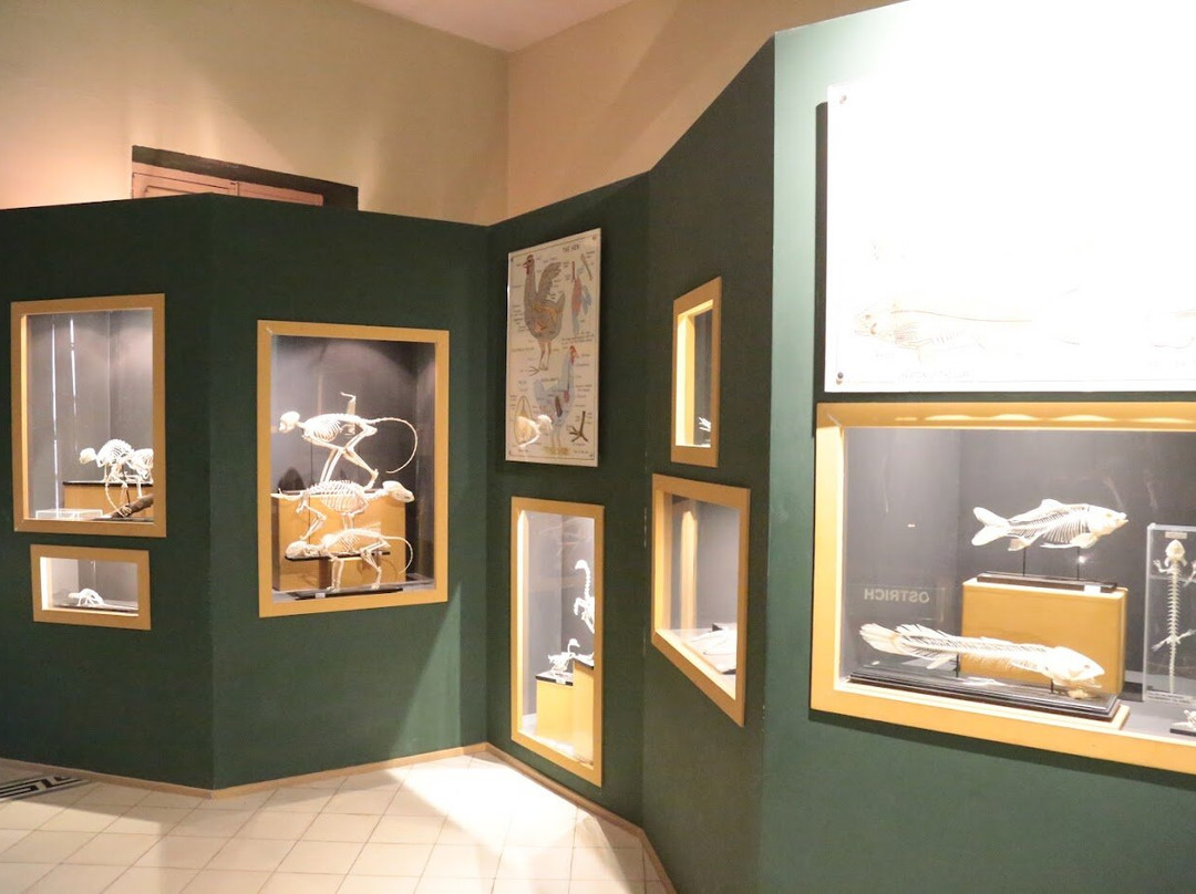 National Museum of Natural History-姆迪纳必去景点