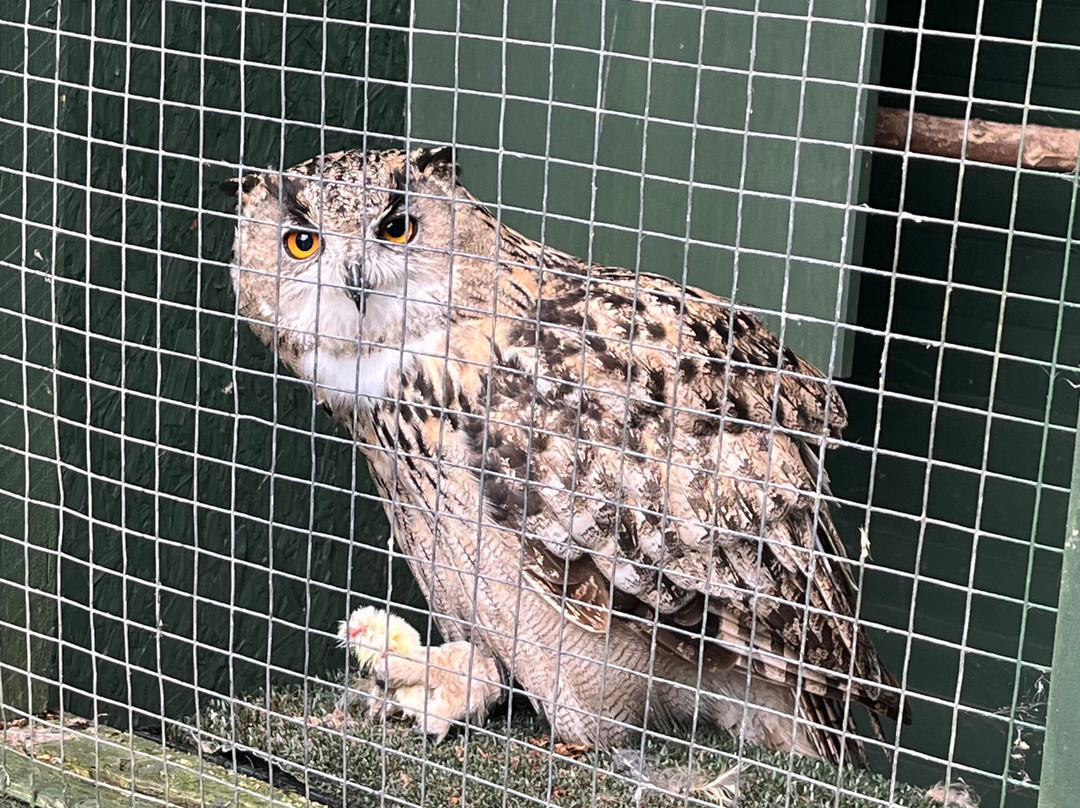 Dalhousie Castle Falconry-邦尼里格必去景点