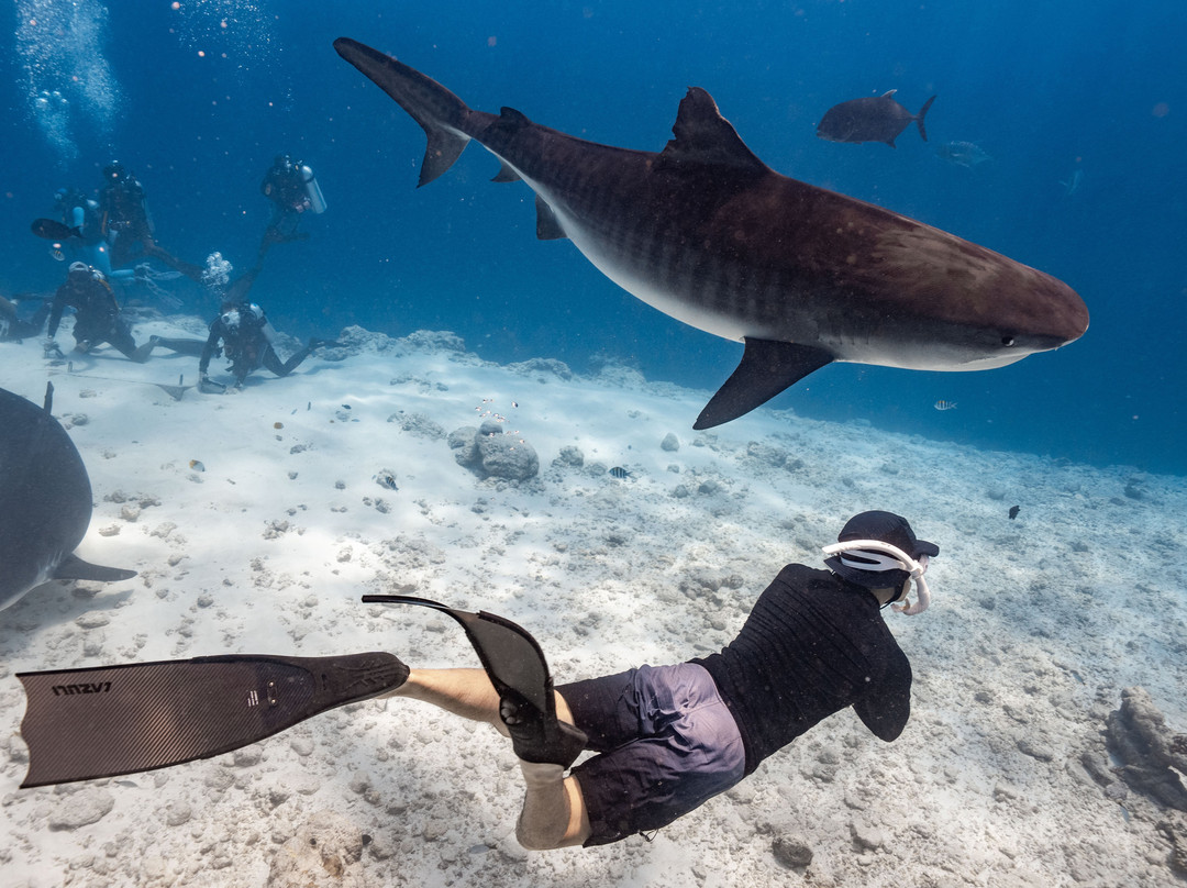 Pelagic Divers Fuvahmulah-Fuvahmulah必去景点