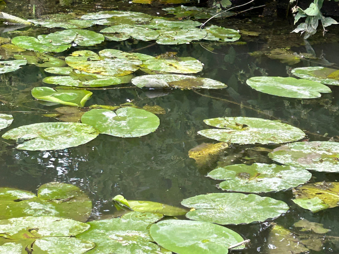 Marais de l'Audomarois-圣奥梅尔必去景点