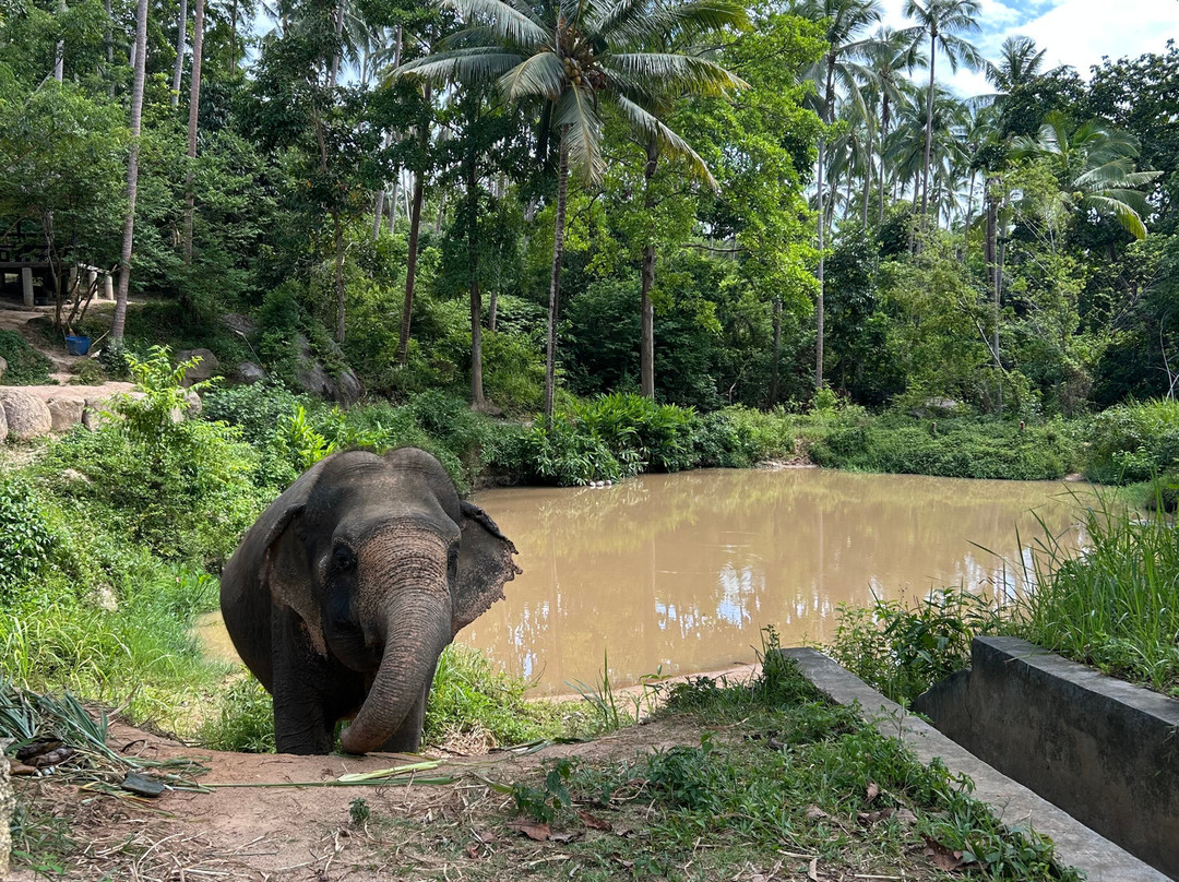 Samui Elephant Sanctuary-波普特必去景点