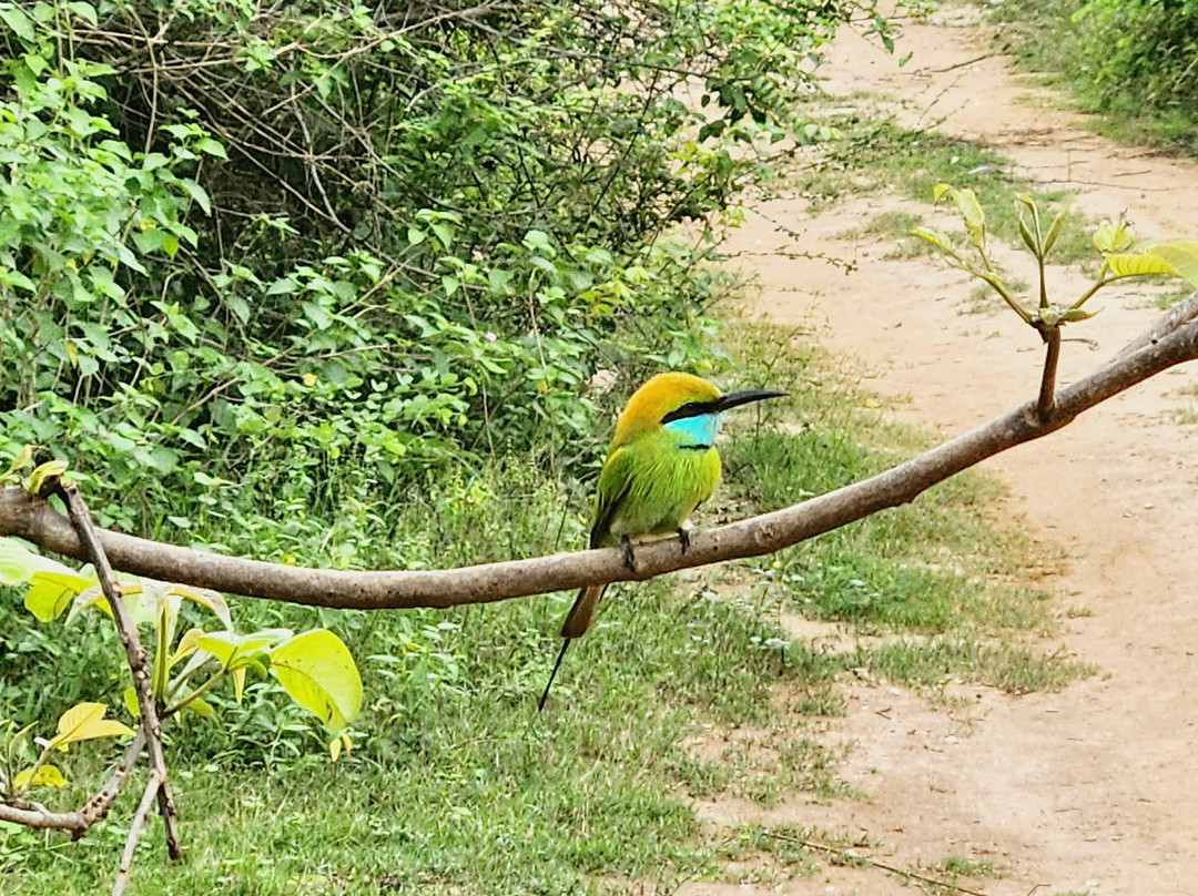 Loving Lanka Tours-康提必去景点