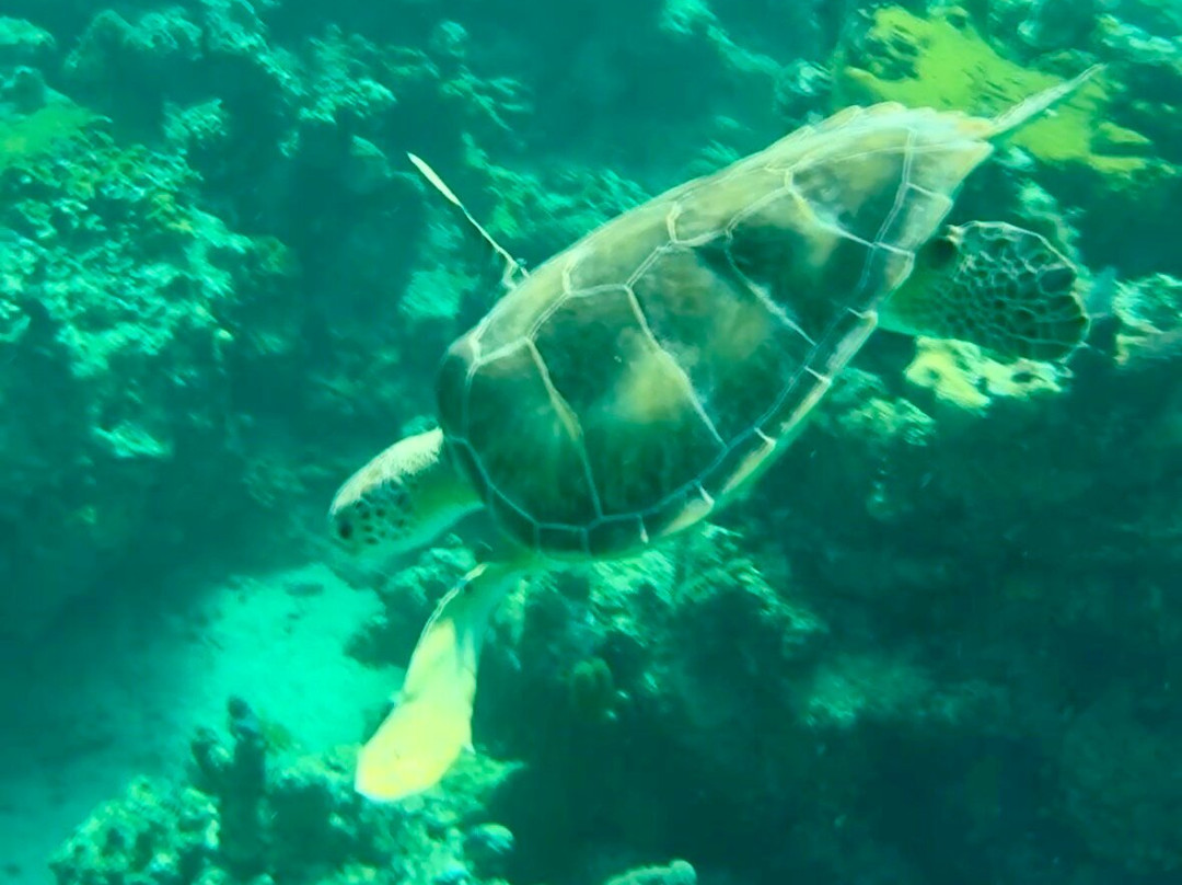 Smith's Reef-特克斯和凯科斯必去景点