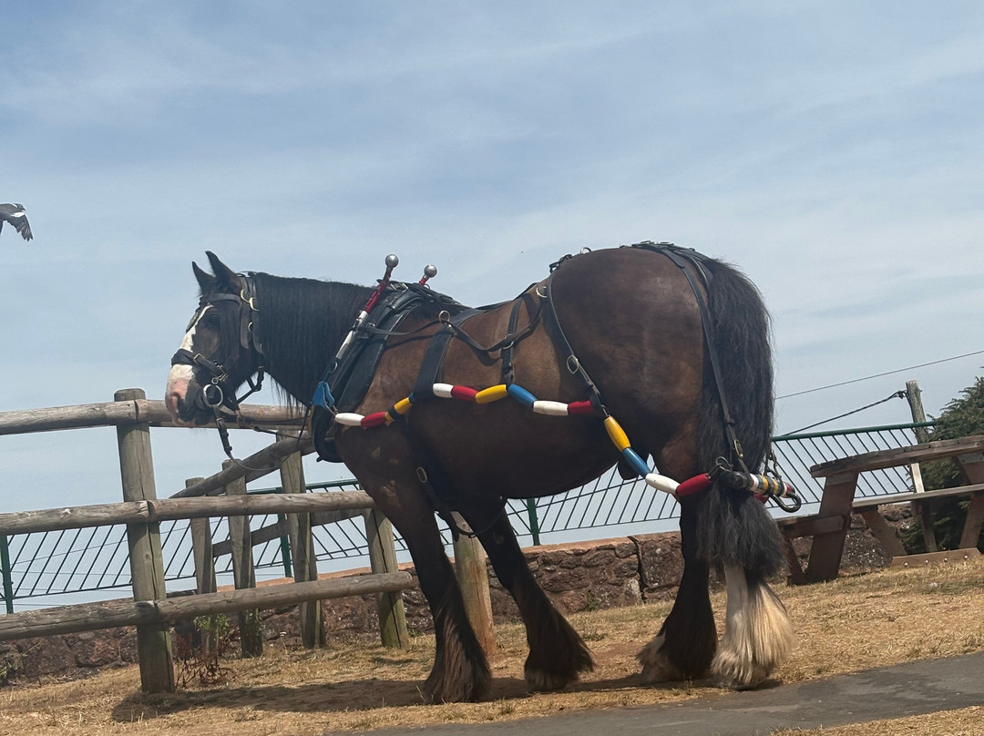 Tiverton Canal Co & Horse-Drawn Barge-蒂弗顿必去景点