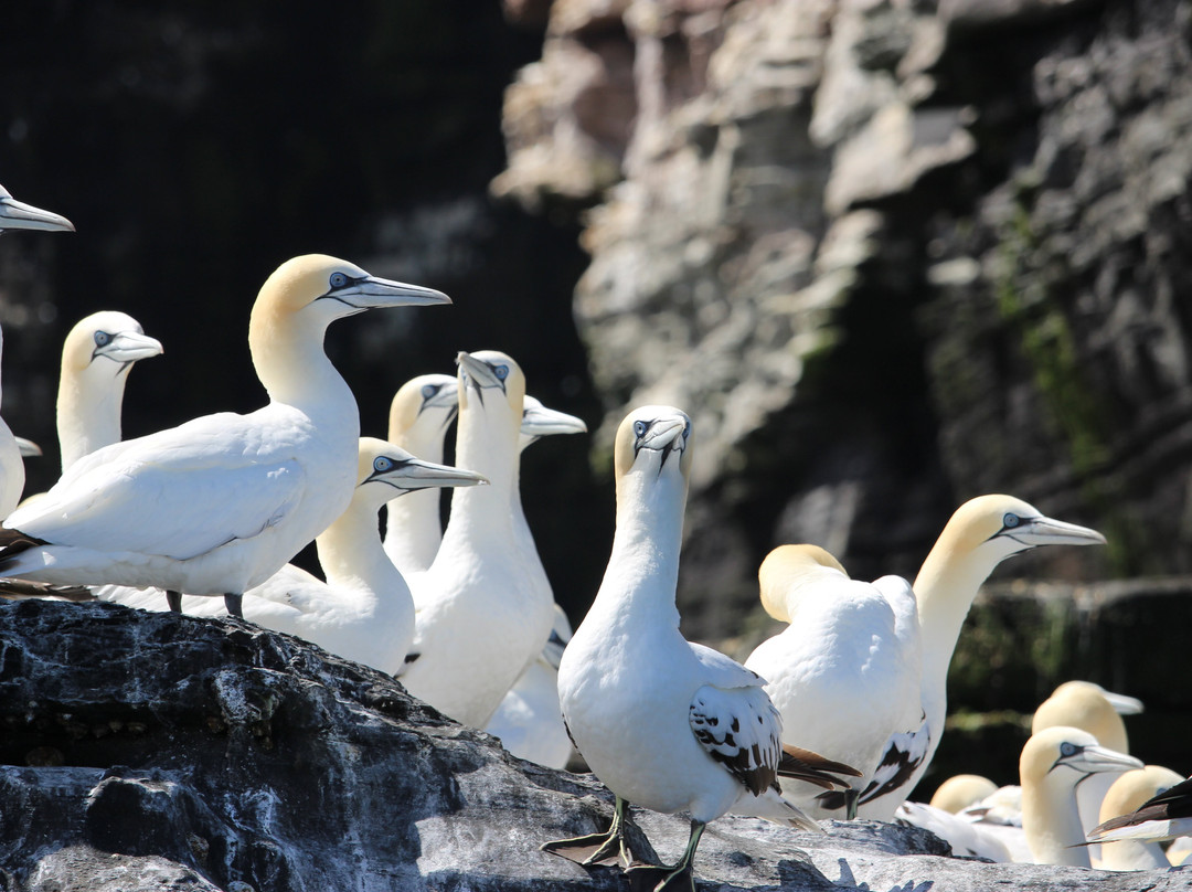 Shetland Seabird Tours - The Noss Boat-Lerwick必去景点