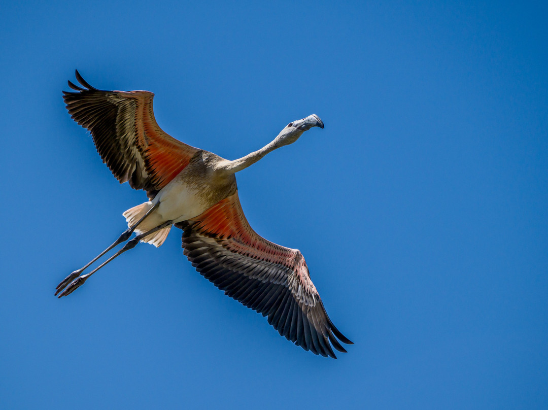 Parco Naturale Molentargius-Saline-卡利亚里省必去景点