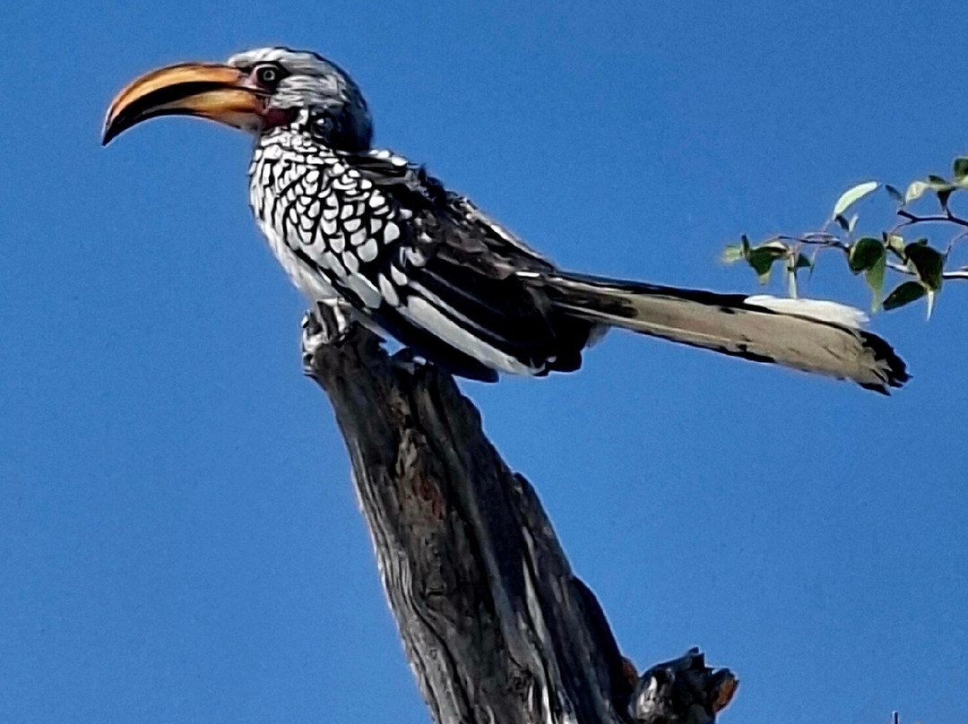Born in Etosha Self-Drive Private Tours-Okaukuejo必去景点