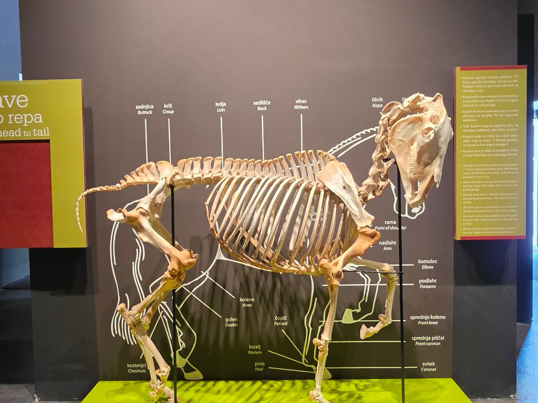 Lipizzan Museum Lipikum-Lipica必去景点