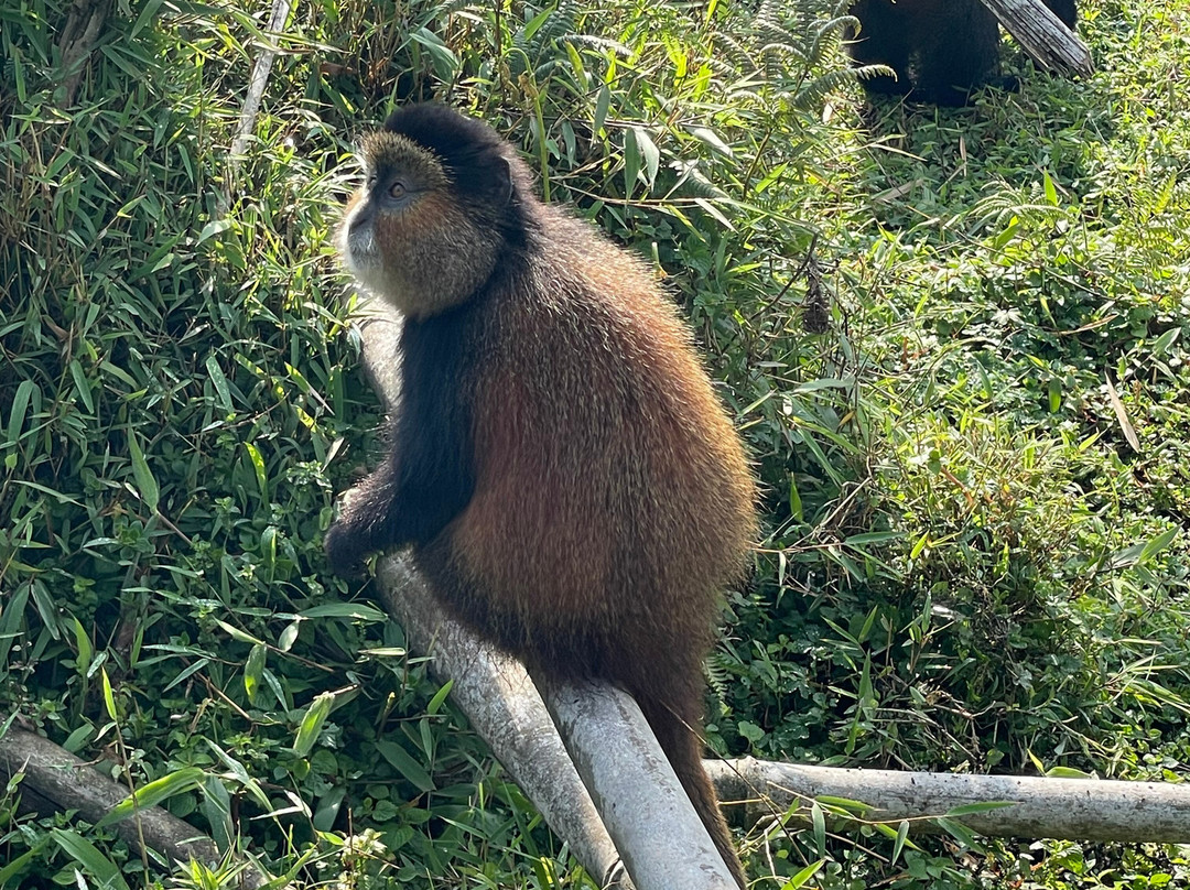 Green Hills Ecotours - Day Tours-吉塞尼必去景点