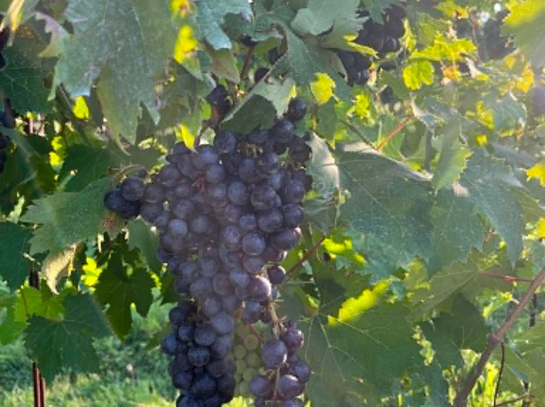 Azienda Agricola Rechsteiner-奥德尔佐必去景点