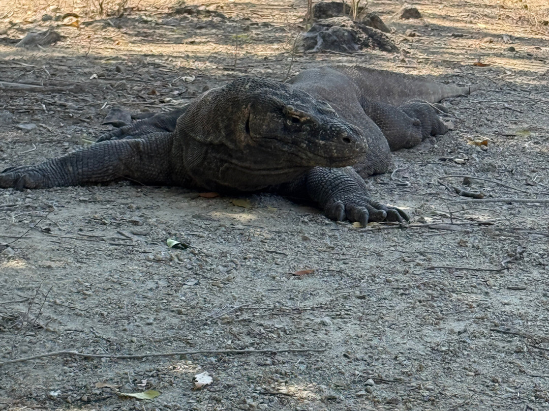 Komodo Island-科莫多国家公园必去景点