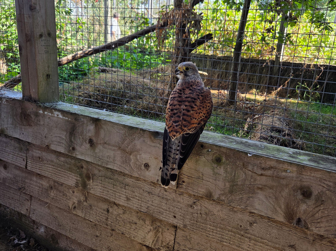 Hogshaw Farm & Wildlife Park-Hogshaw必去景点