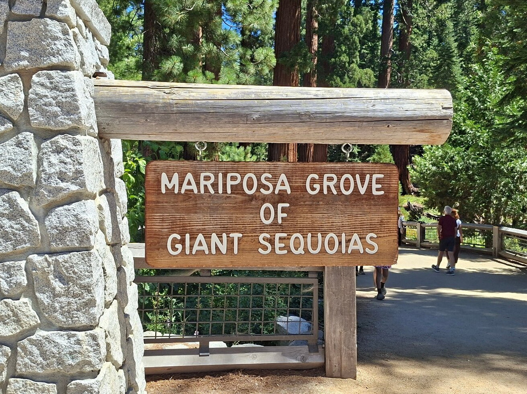 Mariposa Grove of Giant Sequoias-优胜美地国家公园必去景点