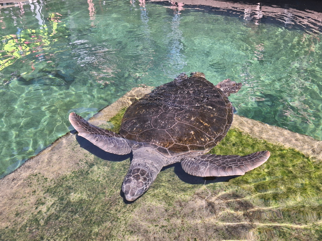 Reefworld Aquarium-尤兰根必去景点