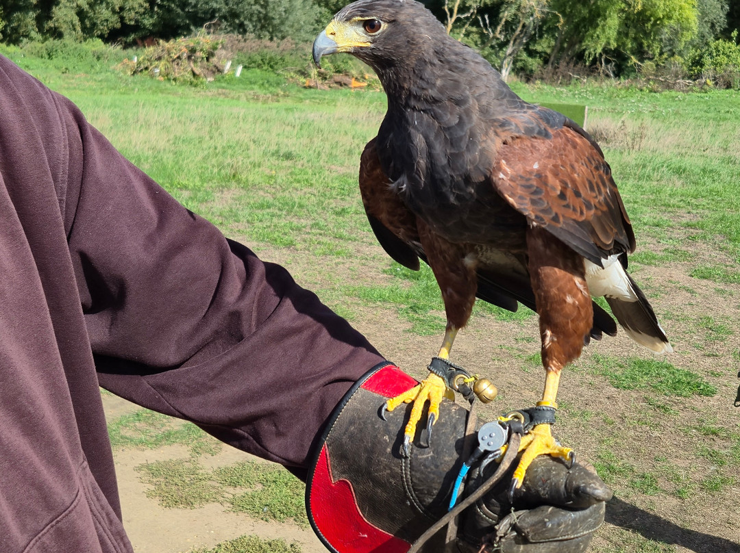 Lavenham Falconry-Monks Eleigh必去景点