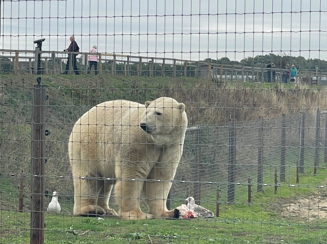 Yorkshire Wildlife Park-Auckley必去景点
