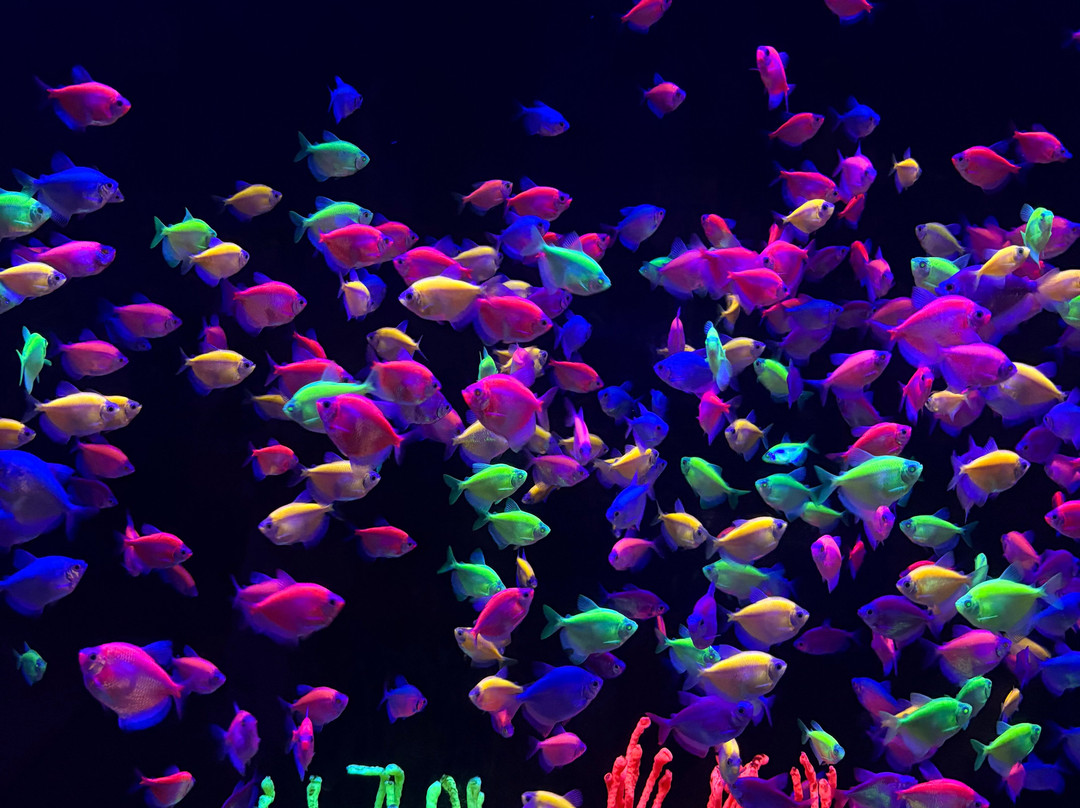 Acuario Michin Guadalajara-瓜达拉哈拉必去景点