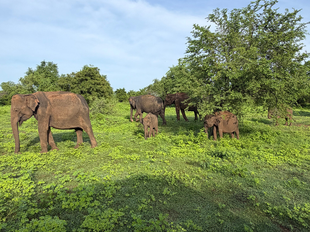 Udawalawe Lahiru Safari Guide Tours-乌达瓦拉维国家公园必去景点