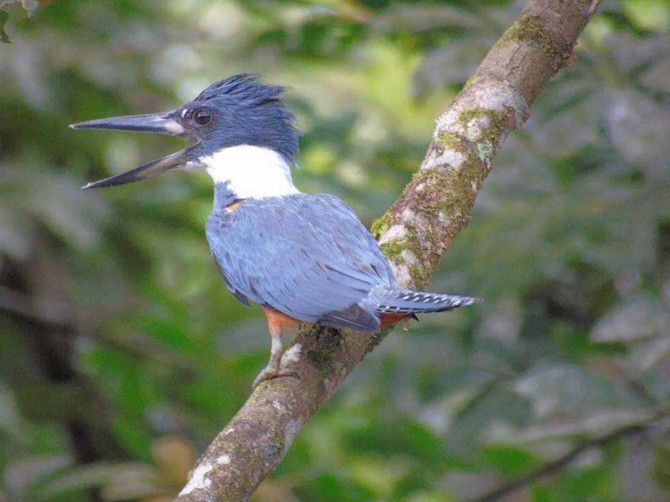Arenal Forest Adventure景点图片