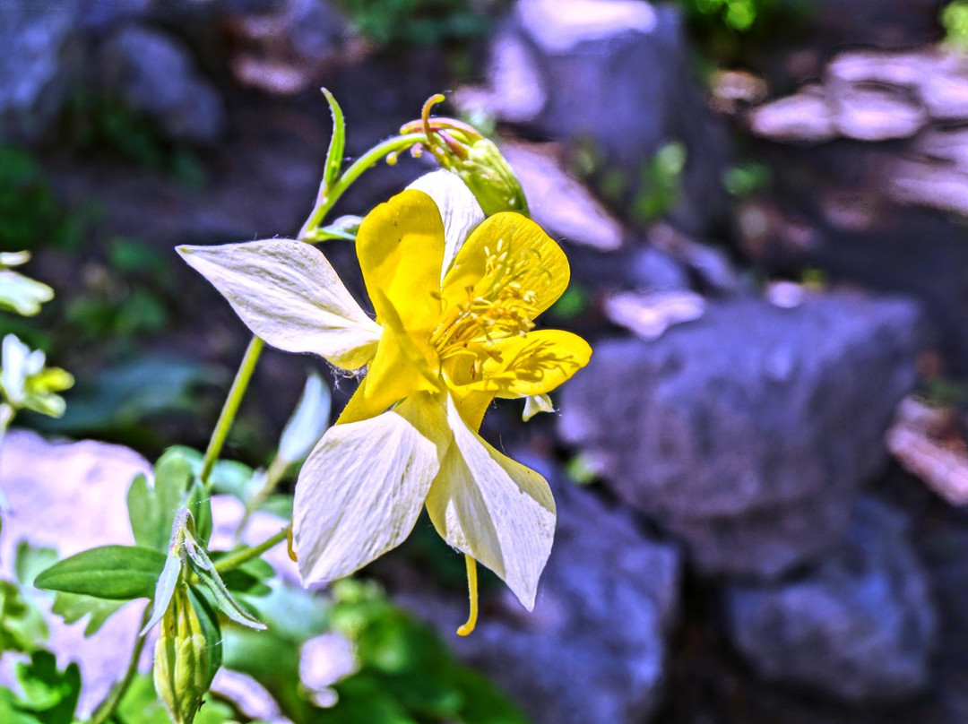 Living Memorial Gardens景点图片