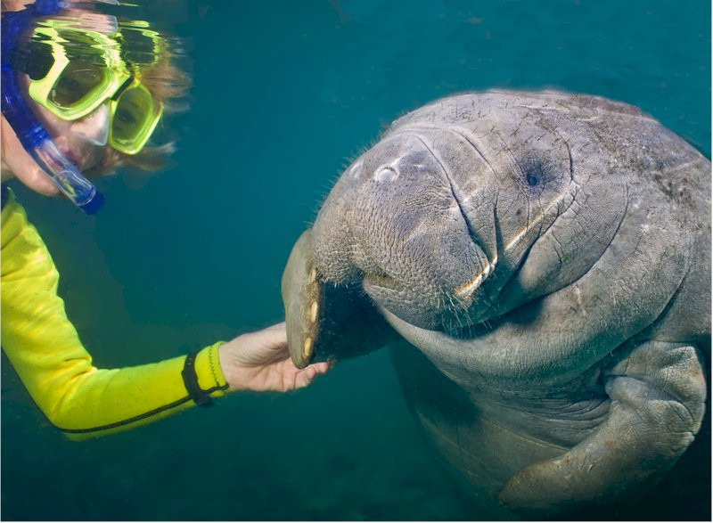Manatee Adventures-克里斯特尔里弗必去景点