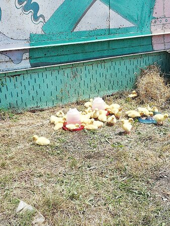 Horse Riding in Sukko Anapa-Sukko必去景点