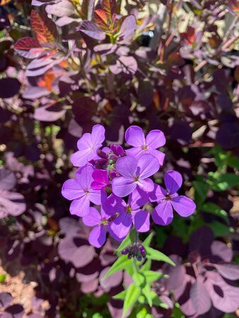 The Lookout Inn主图