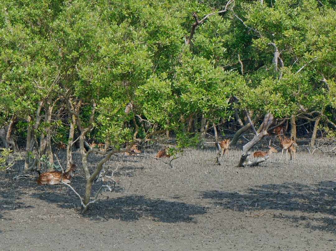 Tour de Sundarban景点图片