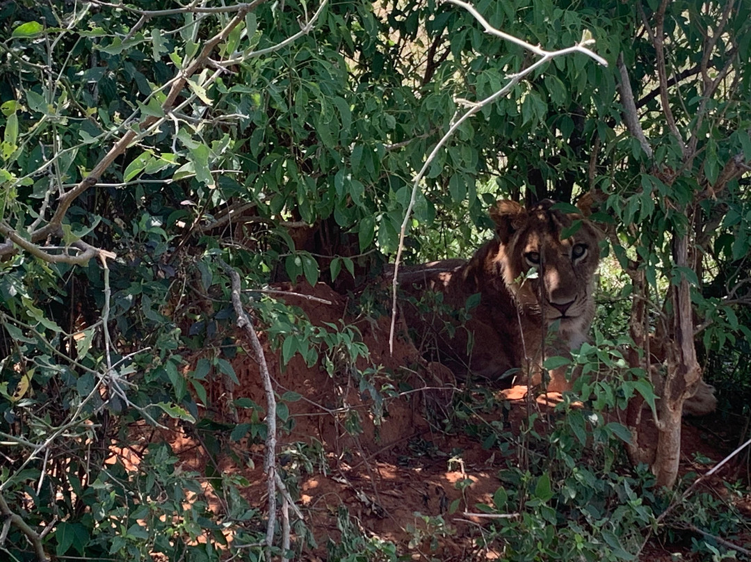 Bushman Safaris-坎帕拉必去景点
