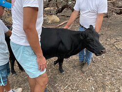 Will's Rare Breeds Farm-Stokes Bay必去景点