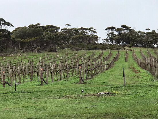 Bay of Shoals Winery-金斯科特必去景点