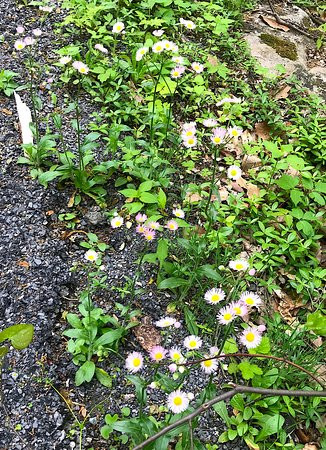 Sugarloaf Mountain-Dickerson必去景点