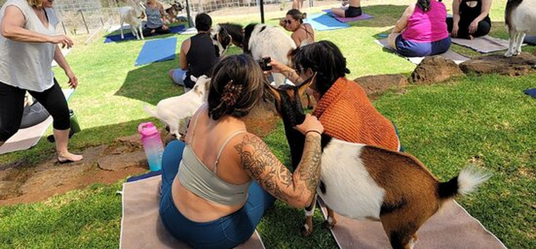 Maui Goat Yoga-库拉必去景点
