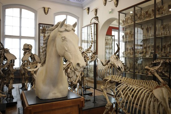 Fragonard Museum of the Maisons-Alfort Veterinary School景点图片