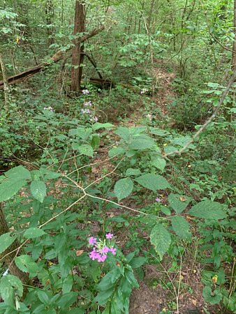 Cedar Sink Trail景点图片