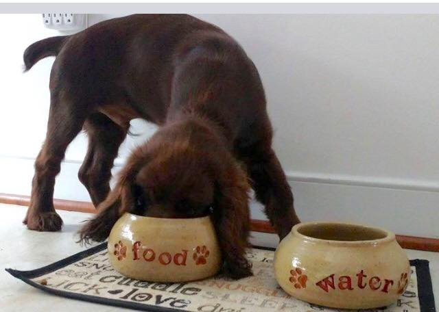 Big Dog Pots Pottery景点图片