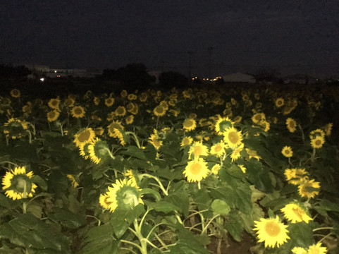 Course 3 Musashino Suiro to Hana