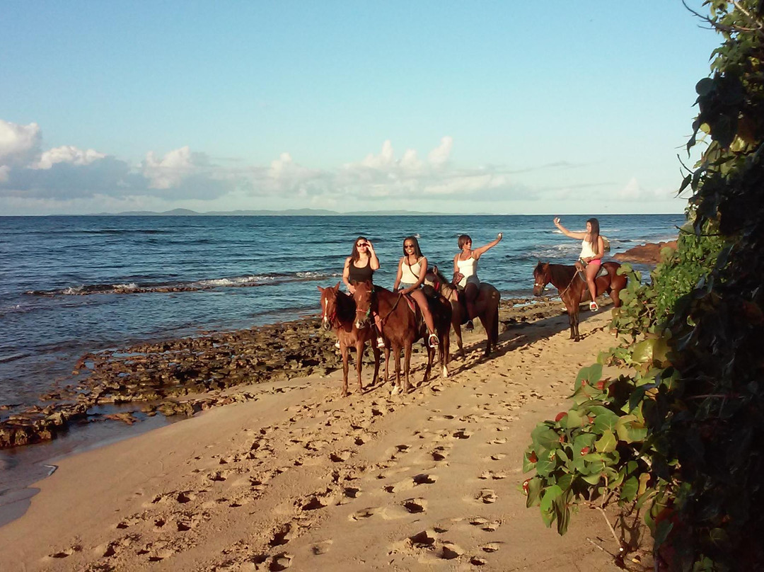Colon Horseback Riding-维切克岛必去景点